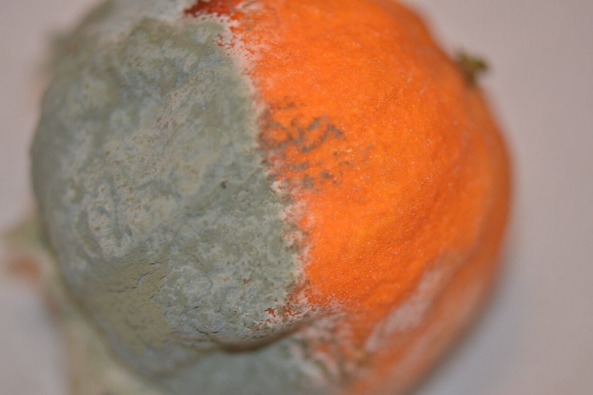 O estudo mostrou que a infecção tem início por pequenas lesões presentes na casca. Após encontrar uma porta de entrada, o fungo libera enzimas que degradam a parede celular do fruto. Em resposta, a fruta produz moléculas bioativas, como flavonoides com propriedades antifúngicas, numa tentativa de interromper o avanço da doença.