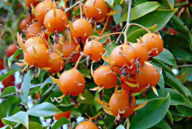 De ‘mato de muro’ a ingrediente super nutritivo: descubra a ora-pro-nóbis