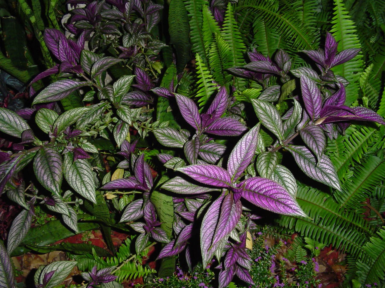 Escudo-persa (Strobilanthes dyerianus)
Possui folhas grandes com brilho metálico e tonalidade que mistura roxo, prata e violeta. É considerada uma das folhagens mais vistosas para áreas de meia-sombra.