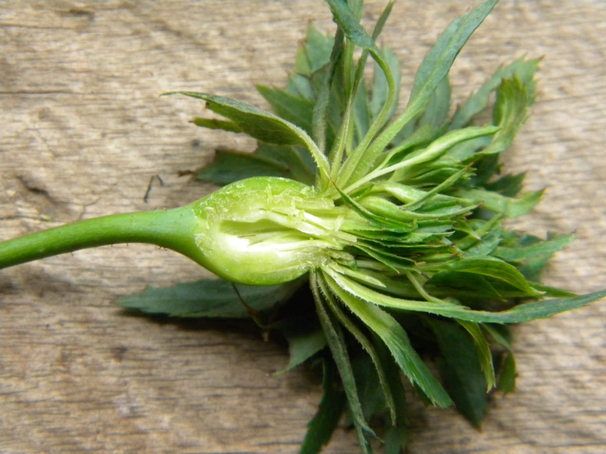 O tom verde permanece durante grande parte do ciclo da flor, o que torna a planta uma presença diferenciada em canteiros e arranjos. Em algumas condições, as estruturas podem adquirir discretos tons bronzeados ou avermelhados nas extremidades.