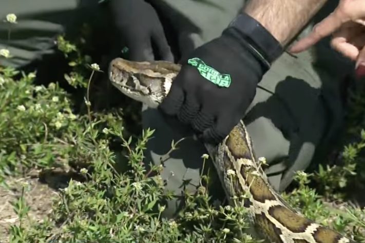 Pítons-birmanesas invasoras são removidas após força-tarefa na Flórida – Reprodução/CBS Miami