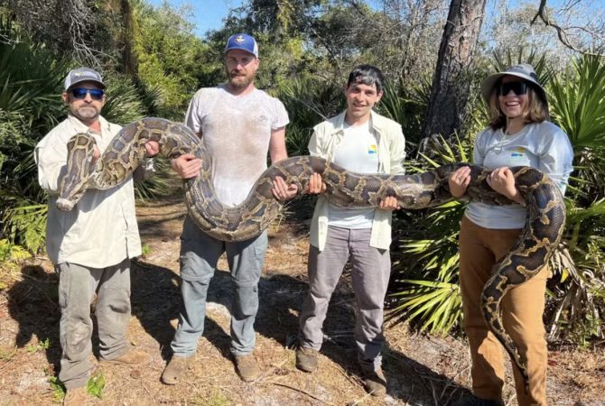 ‘Cobras-espiãs’ ajudam pesquisadores a capturar centenas de pítons invasoras na Flórida; entenda