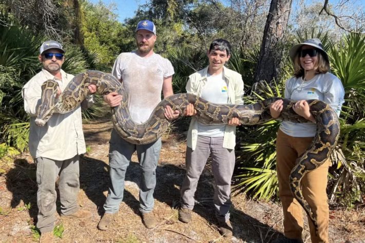 Pítons-birmanesas invasoras são removidas após força-tarefa na Flórida –Reprodução/Conservancy of Southwest Florida