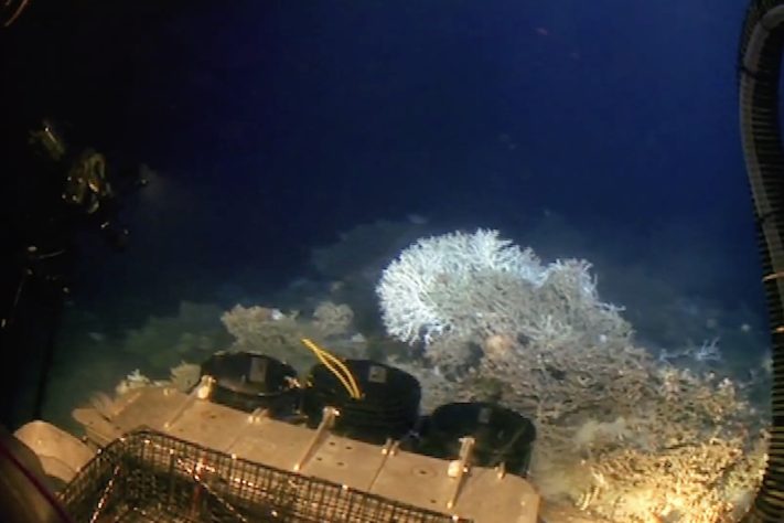 Planalto de Blake (Blake Plateau) – Global Foundation For Ocean Exploration