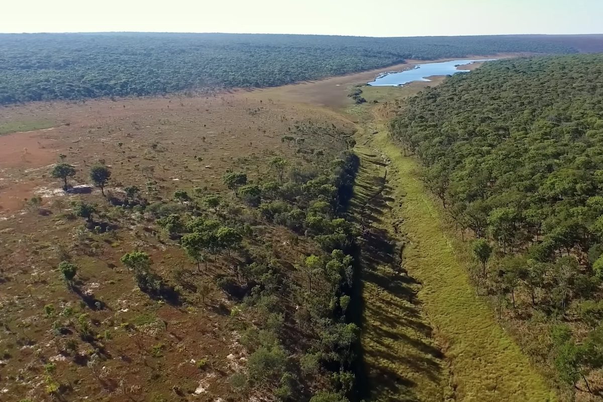 Em uma das regiões mais isoladas e menos estudadas da África, cientistas anunciaram a descoberta de dezenas de espécies potencialmente desconhecidas pela ciência. O trabalho ocorreu no Planalto de Lisima, no leste de Angola, uma vasta área que abriga as nascentes de alguns dos mais importantes sistemas fluviais do continente, incluindo os rios Congo, Okavango, Zambeze e Cuanza. O local permaneceu durante décadas praticamente inacessível devido ao terreno difícil, ao legado de minas terrestres e  -  (crédito: Reproduc?a?o/National Geographic)
