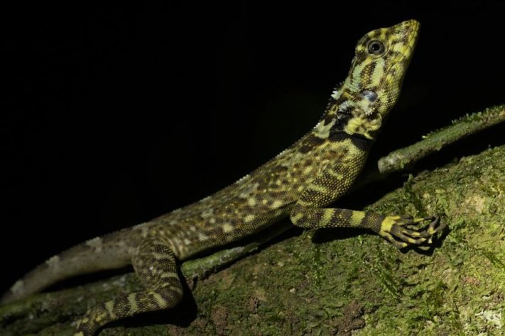 Tamanquaré amazônico (Plica plica) – iNaturalist/Claude Kolwelter