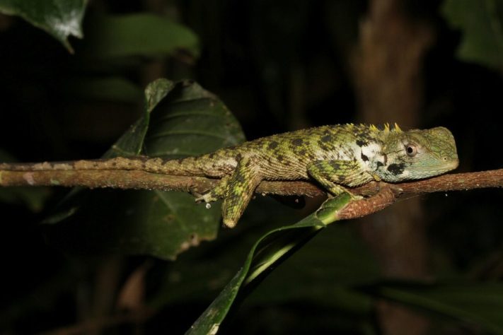 Tamanquaré amazônico (Plica plica) | iNaturalist /Dieter Schulten