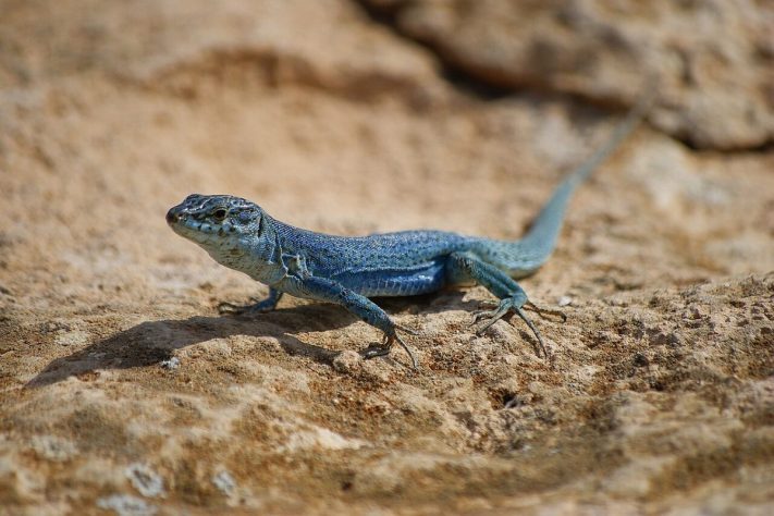 Lagarto-das-paredes-de-Ibiza (Podarcys pityusensis) - Wikimedia Commons/Arnau.sellares