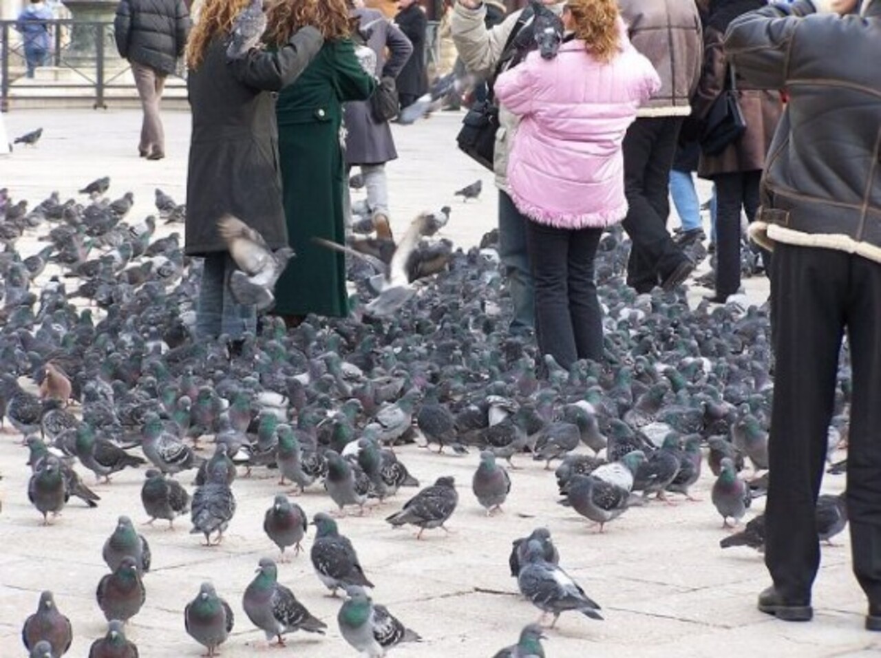 Os pombos tornaram-se parte da paisagem da Praça de São Marcos, atraindo turistas que os alimentam e fotografam. Embora sejam vistos como símbolo da vida cotidiana, também geram debates sobre preservação e limpeza. Essa convivência mostra como o espaço público é palco de interações diversas e até contraditórias.