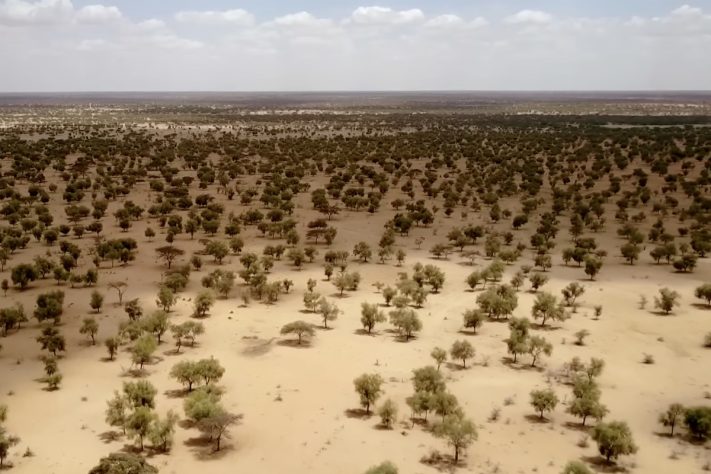 Projeto da Grande Muralha Verde prevê a construção de um corredor florestal com aproximadamente 8 mil quilômetros de extensão para tentar conter avanço da desertificação do Saara – Reprodução/YouTube Solar Paths