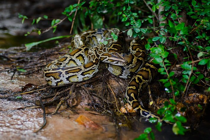Píton-birmanesa (Python bivittatus) | Flickr - Rushen