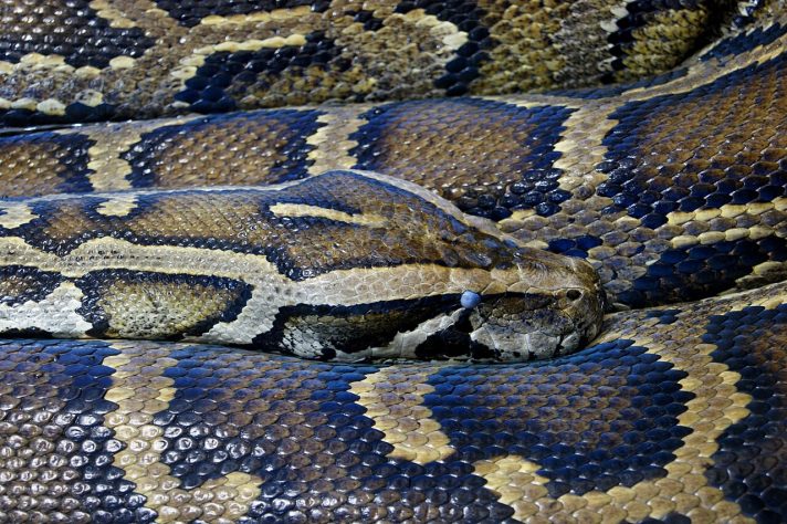 Píton-birmanesa (Python bivittatus) – Wikimedia Commons/NasserHalaweh