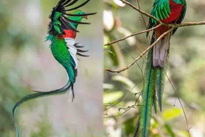 Quetzal: uma das espécies favoritas dos observadores de aves
