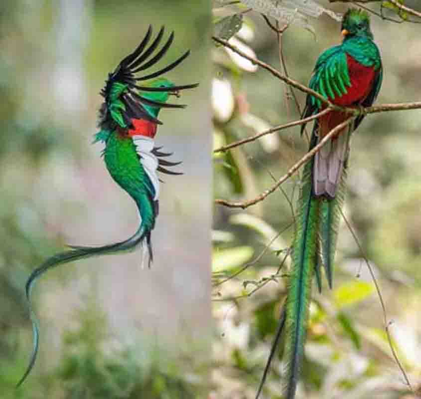 Quetzal, pequeno pássaro encontrado no sul do México e América central - Reprodução do Instagram @rainforest_photo_tours