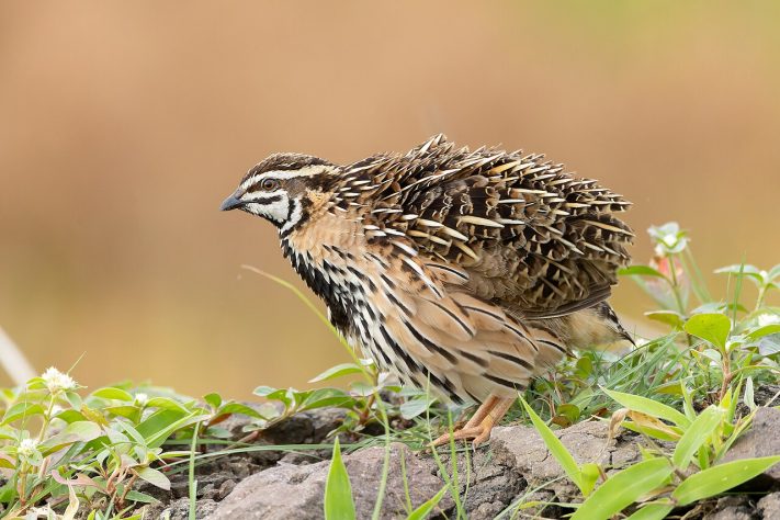 Codorna-comum (Coturnix coturnix) - Wikimedia Commons/Tisha Mukherjee