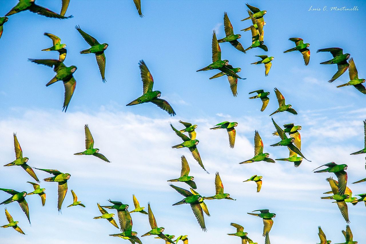 As maritacas estão entre as aves brasileiras mais vistas em voos coletivos. Barulhentas e sociáveis, elas costumam cruzar cidades e áreas de mata em grupos numerosos, principalmente no fim da tarde, quando retornam aos locais de descanso.