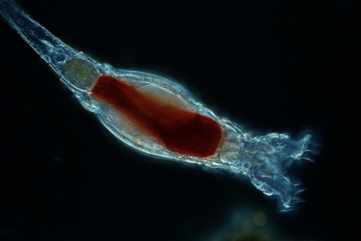Rotíferos bdeloídeos (Bdelloidea) - Wikimedia Commons/Frank Fox
