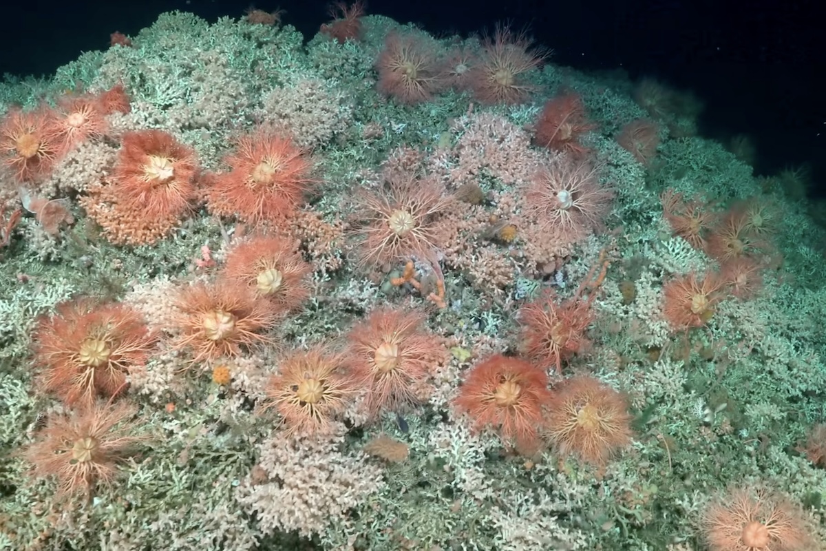 As descobertas realizadas no Planalto de Blake e na Patagônia reforçam o quanto o oceano profundo ainda permanece pouco conhecido. Cada nova expedição revela ecossistemas complexos que se desenvolvem no frio e na escuridão por períodos extremamente longos.