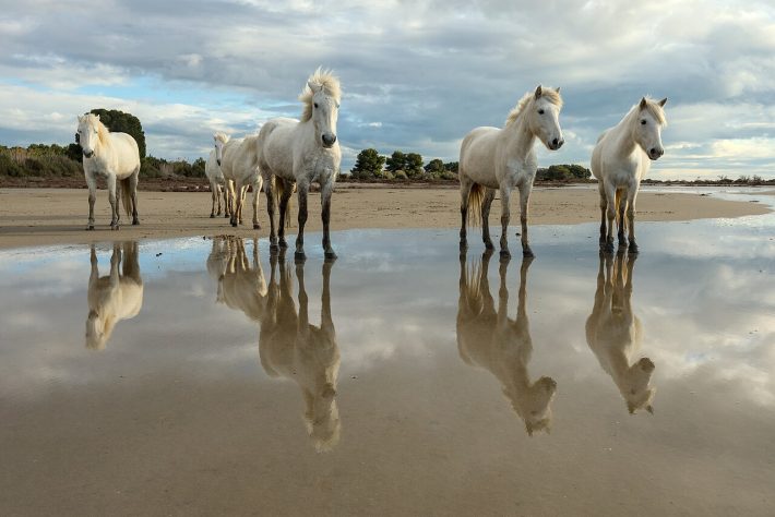 Cavalos de Camargue, França – Wikimedia Commons/Benjamin Smith