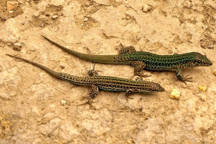 Lagarto-das-paredes-de-Ibiza (Podarcys pityusensis) - Wikimedia Commons/Chixoy