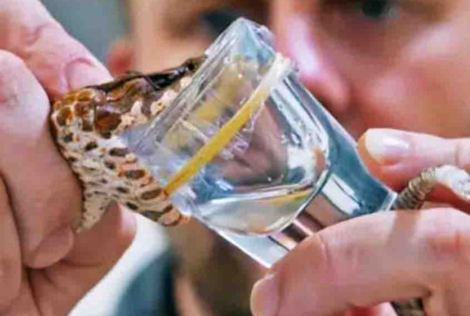 Serpente surpreende ao nascer com três presas venenosas