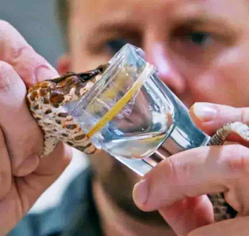 Cobra com 3 presas na Austrália - Divulgação Reptile Park