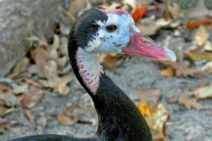 Pato-ferrão (Plectropterus gambensis) - Wikimedia Commons/Dick Daniels