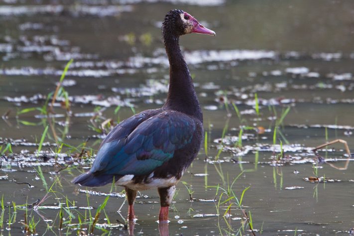 Pato-ferrão (Plectropterus gambensis) | Flickr - I've Got It On Film!