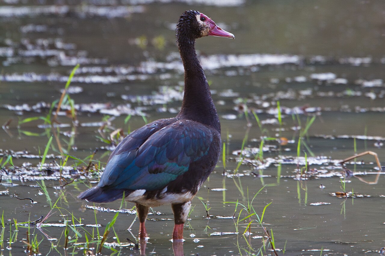 Após a ingestão desses insetos, o composto pode se acumular nos tecidos do pato e representar um risco para quem consumir sua carne. A cantaridina é considerada uma toxina bastante poderosa e já foi associada a casos graves de intoxicação em seres humanos que ingeriram os próprios besouros. Apesar disso, até o momento não existem registros que relacionem o consumo da carne de patos-ferrão a mortes humanas.