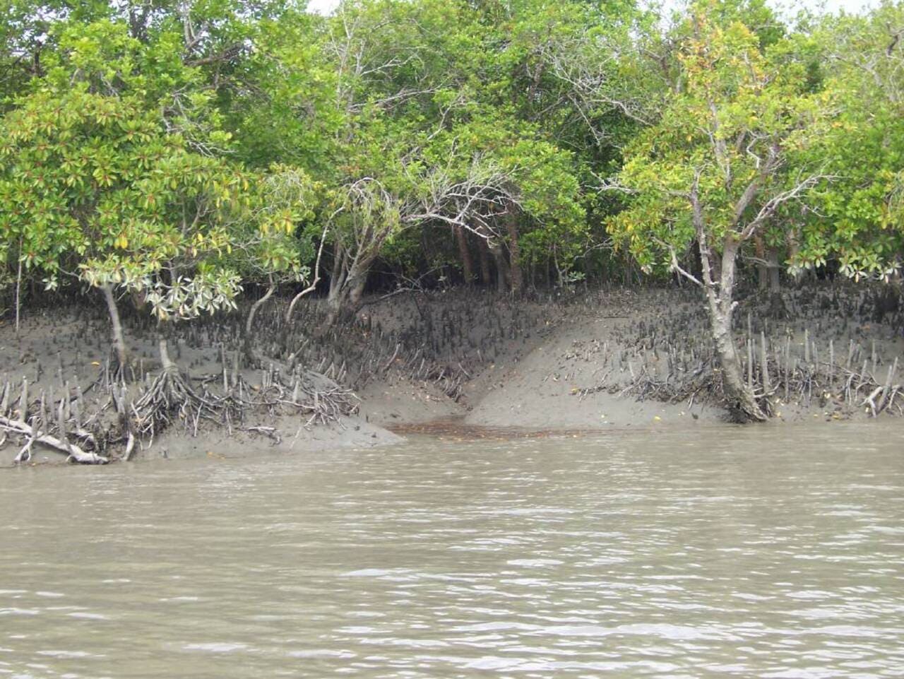 6ª - Parque Nacional do Sundarbans – Índia e Bangladesh - Área composta por pântanos, rios e florestas de mangue do Delta do Ganges. O parque é habitat de grande variedade de flora e fauna, com várias espécies raras e ameaçadas de extinção de animais, pássaros, répteis e vida marinha. Destaque para os tigres de Bengala.