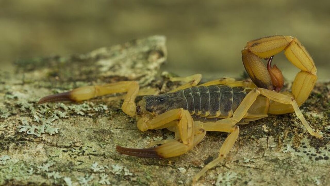Bem diferente é o escorpião-amarelo (Tityus serrulatus), de grande importância médica no Brasil e muito adaptado aos ambientes urbanos. Seu veneno pode causar quadros graves, sobretudo em crianças. A espécie também chama atenção pela partenogênese: as fêmeas conseguem se reproduzir sem a fecundação por machos.