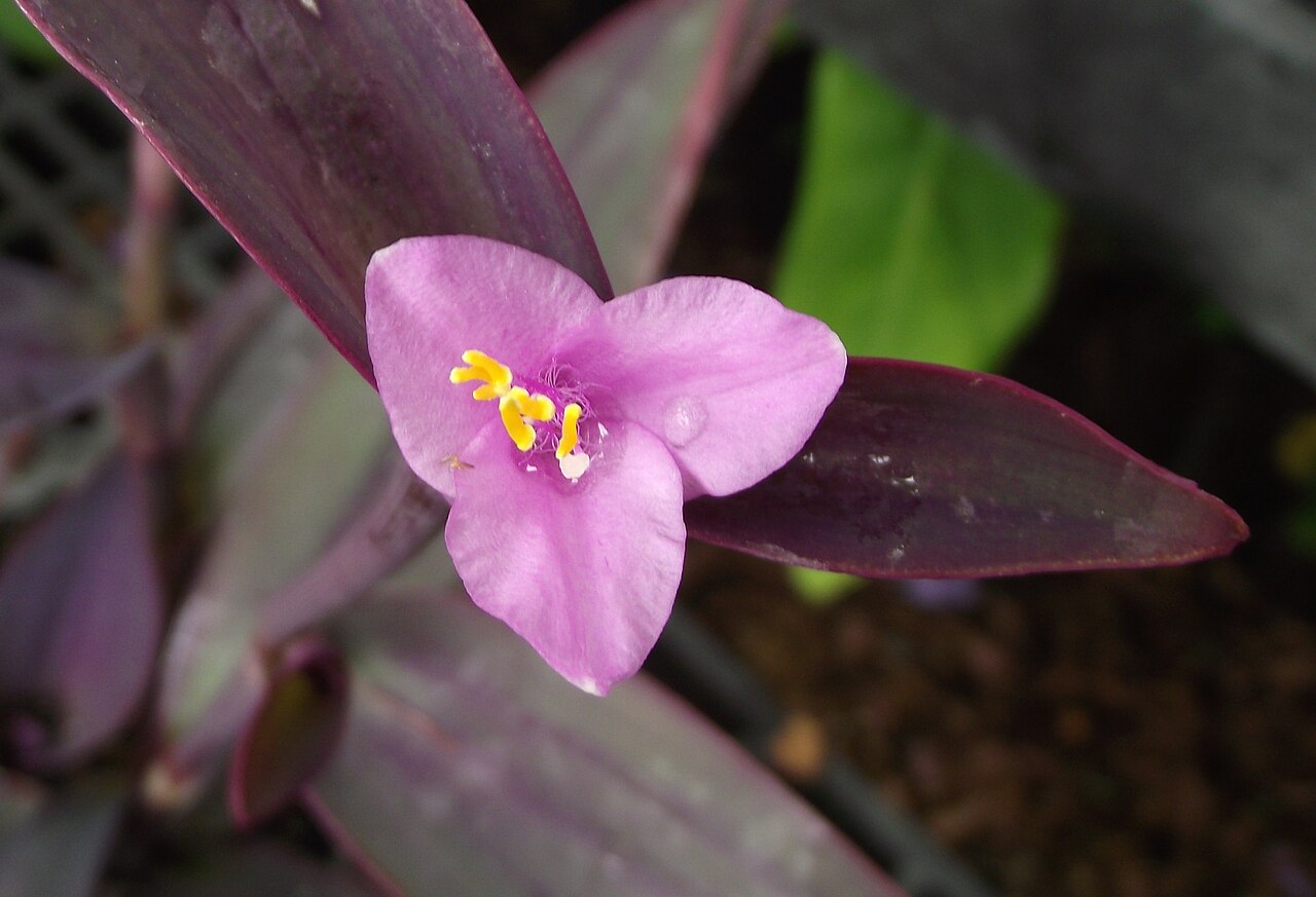 Setcreasea ou coração-roxo-gigante
Semelhante à trapoeraba-roxa, mas com folhas maiores e coloração ainda mais intensa. Cresce rapidamente e cria belos efeitos em bordaduras e vasos amplos.