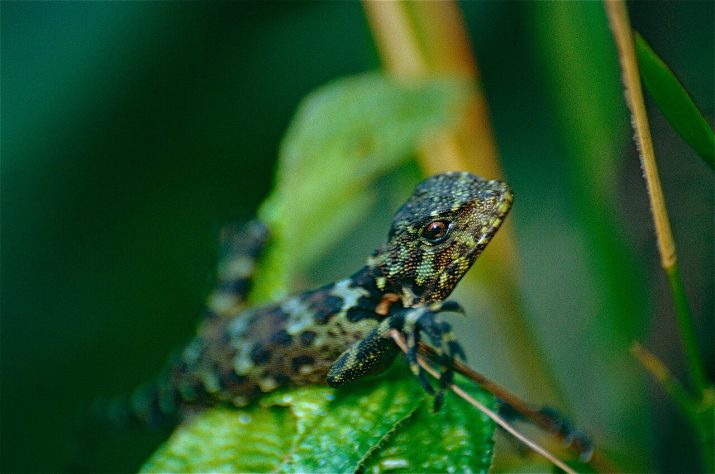 Tamanquaré amazônico (Plica plica) | Flickr - Bernard DUPONT