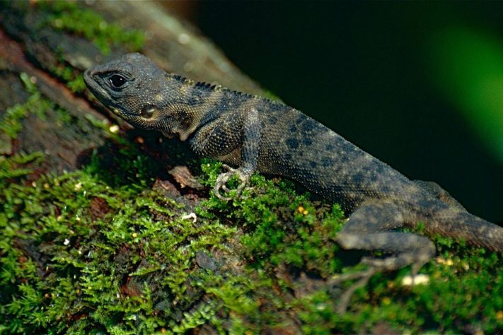 Tamanquaré amazônico (Plica plica) | Flickr - Bernard DUPONT
