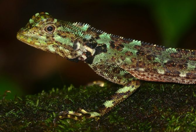 Conheça o tamanquaré, lagarto amazônico que intriga cientistas com habilidade impressionante de locomoção