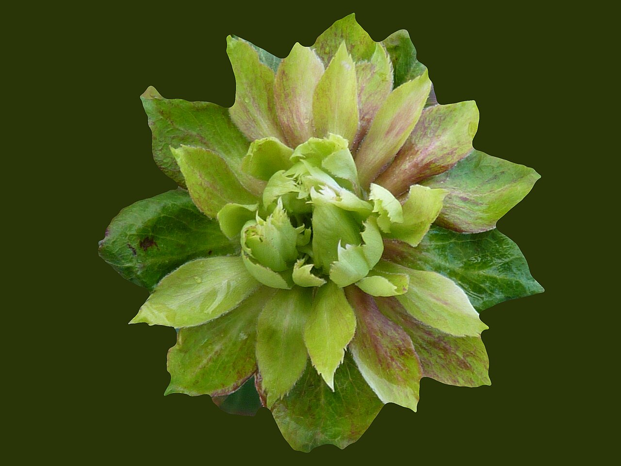 Ao contrário das rosas convencionais, suas flores apresentam aparência semelhante a pequenas rosetas de folhas. O resultado é uma planta que chama atenção mais pela forma e pela textura do que pelas cores vibrantes normalmente associadas às rosas.