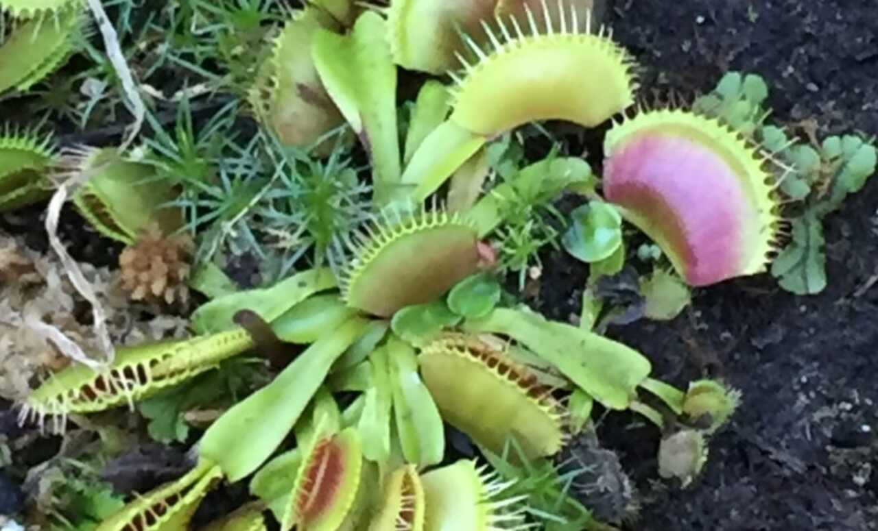 Planta carnívora que surpreendeu cientistas e foi chamada de “predadora inteligente”