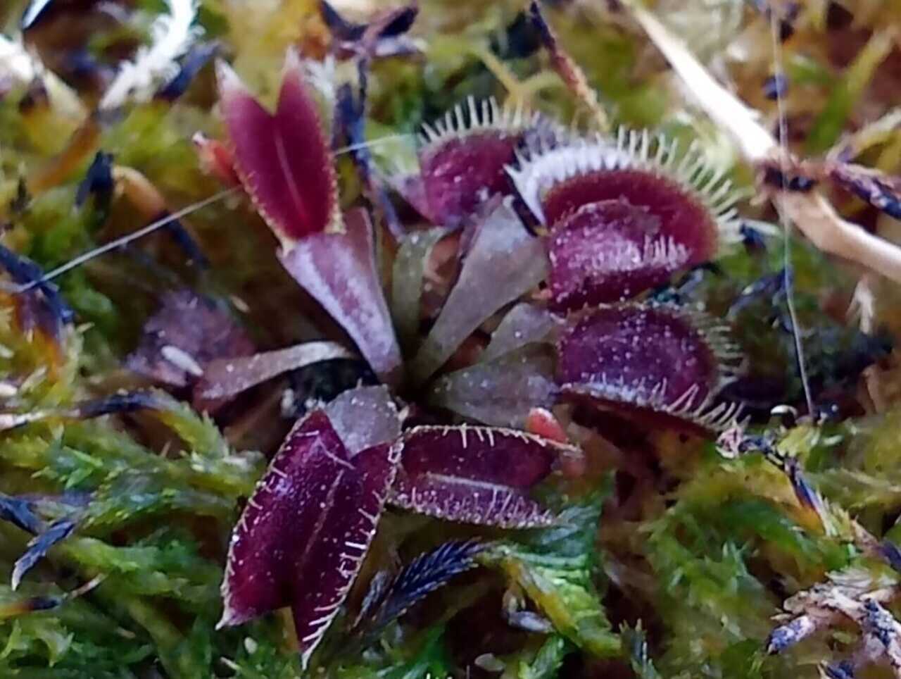 O mecanismo de captura depende de pequenos pelos sensíveis localizados no interior das folhas. Quando esses sensores são tocados da forma adequada, a planta interpreta o estímulo e inicia o fechamento da armadilha, evitando reações desnecessárias a gotas de chuva ou detritos carregados pelo vento.