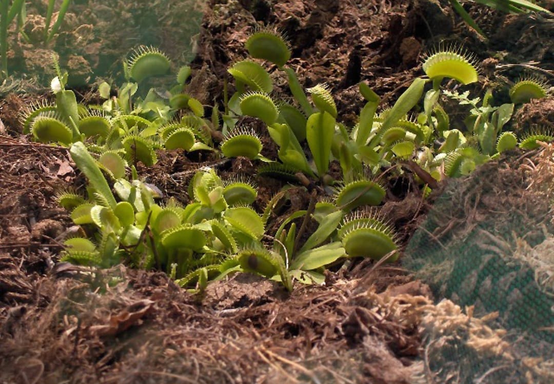 Pesquisadores destacam que a venus-papa-moscas não responde a qualquer contato de maneira imediata. O sistema exige uma sequência específica de estímulos, o que ajuda a reduzir gastos de energia e aumenta as chances de capturar uma presa que realmente possa fornecer nutrientes.
