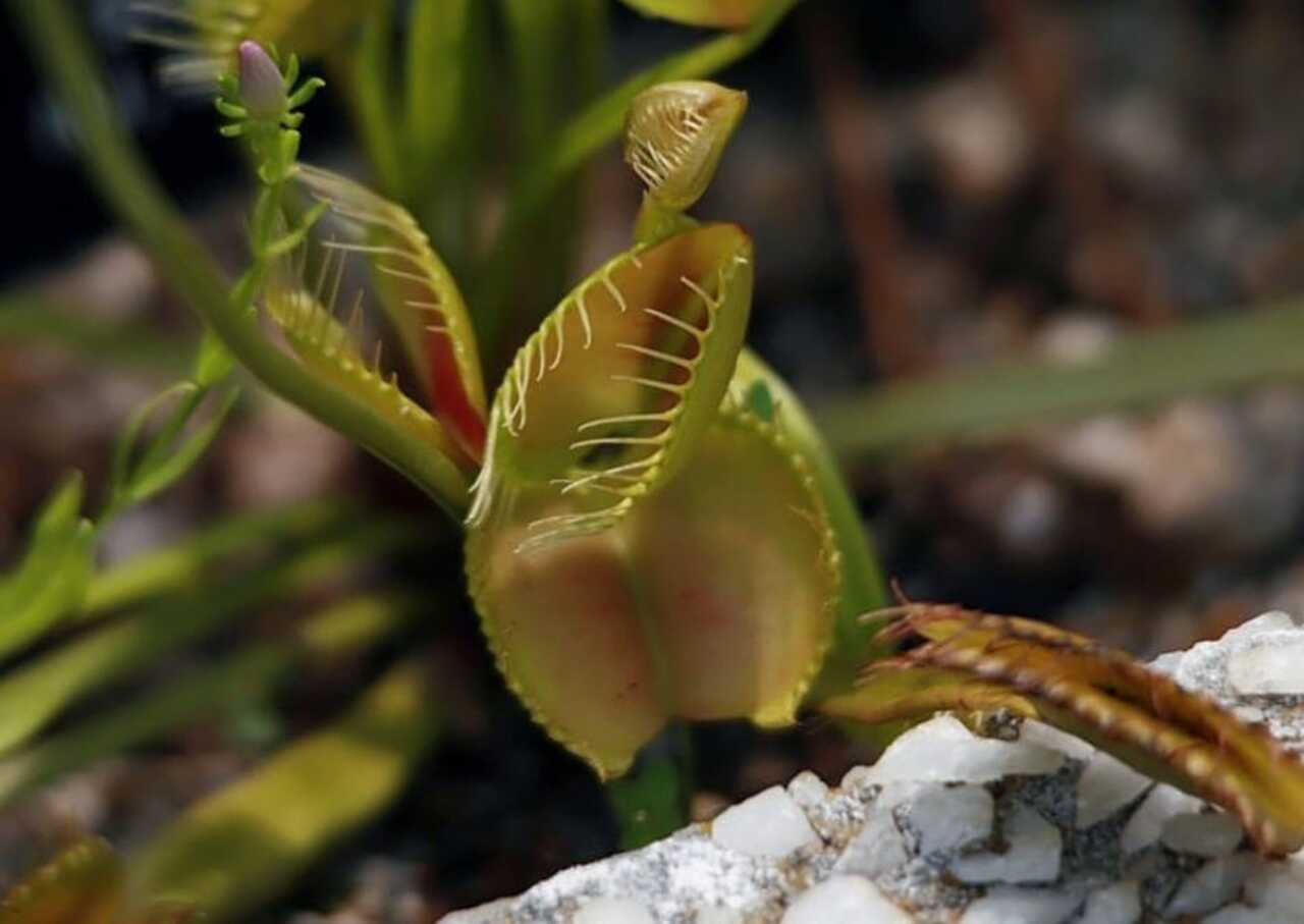 A espécie em questão é a venus-papa-moscas, planta nativa de áreas úmidas da costa leste dos Estados Unidos. Ela se tornou famosa por suas folhas modificadas, que funcionam como armadilhas capazes de se fechar rapidamente quando uma presa se aproxima.