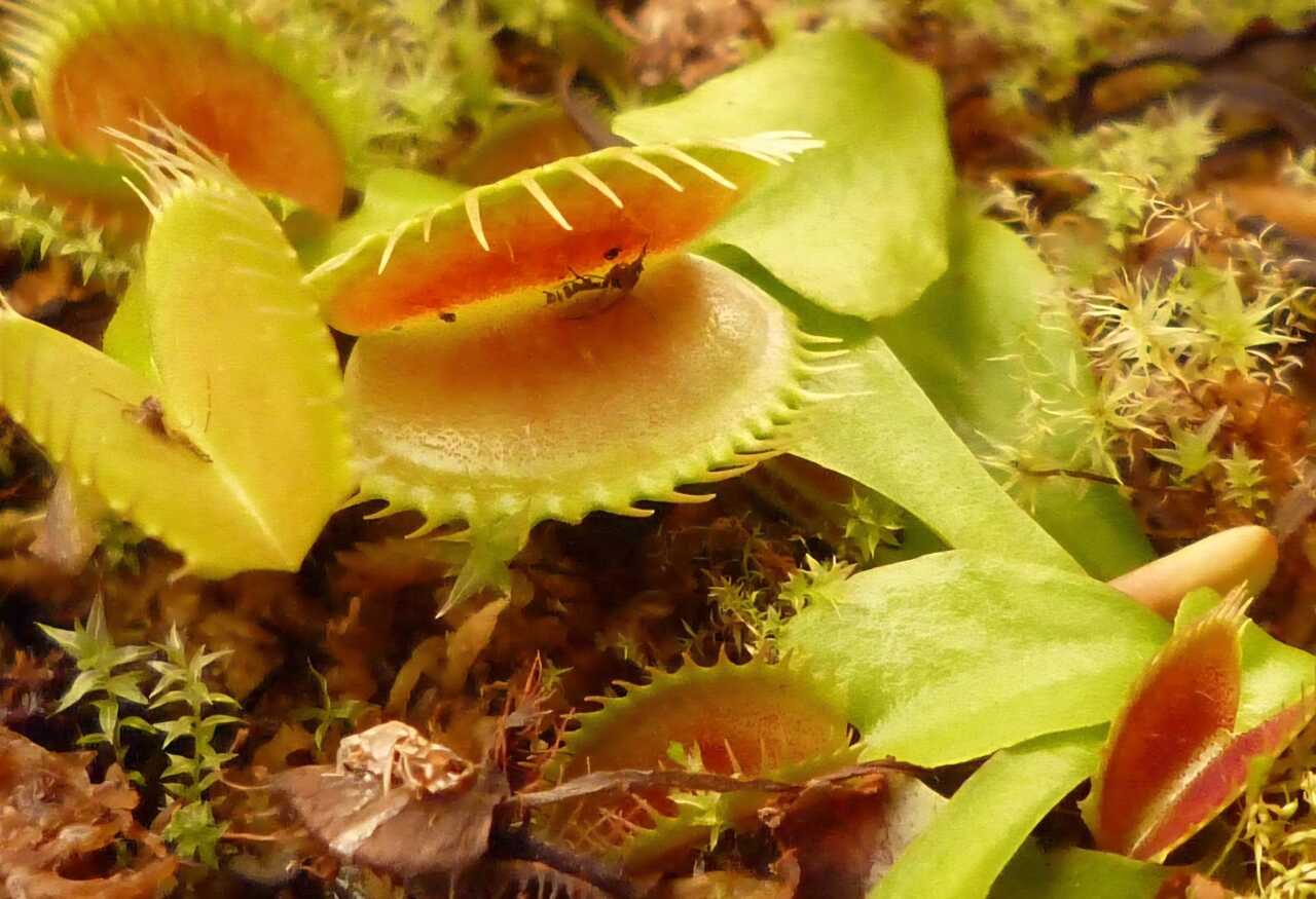 A pesquisa reacendeu debates sobre inteligência vegetal e sobre a capacidade de algumas espécies de processar informações do ambiente antes de agir.