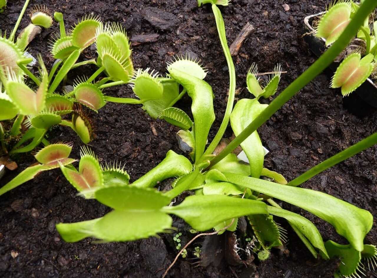 Após o fechamento da armadilha, a planta inicia um processo de digestão que pode durar vários dias. Enzimas são liberadas para decompor o inseto, permitindo a absorção de substâncias importantes para a sobrevivência em solos pobres em nutrientes.