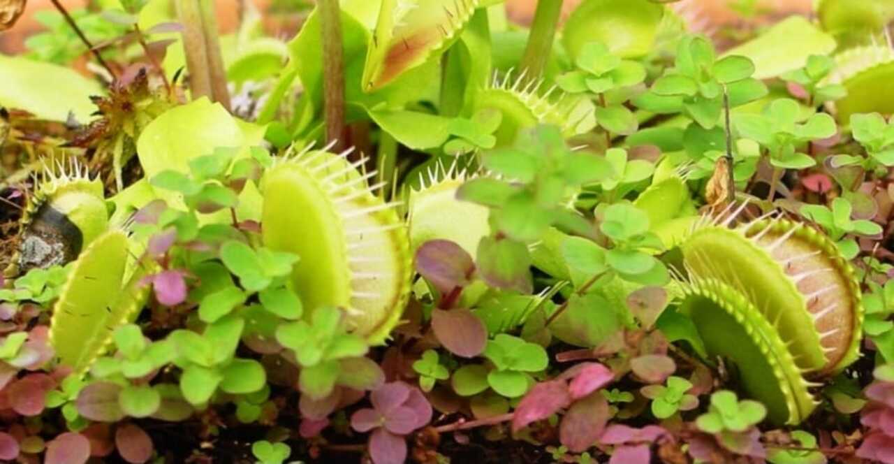 Apesar das manchetes chamativas, especialistas ressaltam que a chamada “inteligência” da planta não significa consciência ou raciocínio semelhante ao dos animais. 