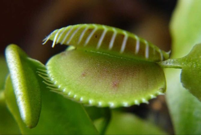 Planta carnívora que surpreendeu cientistas e foi chamada de “predadora inteligente”