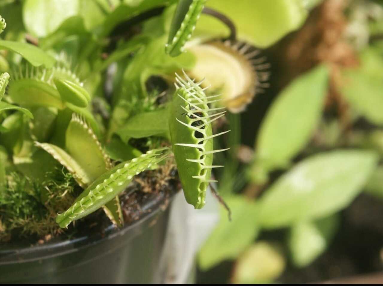 Além de seu habitat natural, a venus-papa-moscas é cultivada em diversos países como planta ornamental. O visual incomum das armadilhas e a capacidade de capturar insetos transformaram a espécie em uma das plantas carnívoras mais populares entre colecionadores e entusiastas da jardinagem.