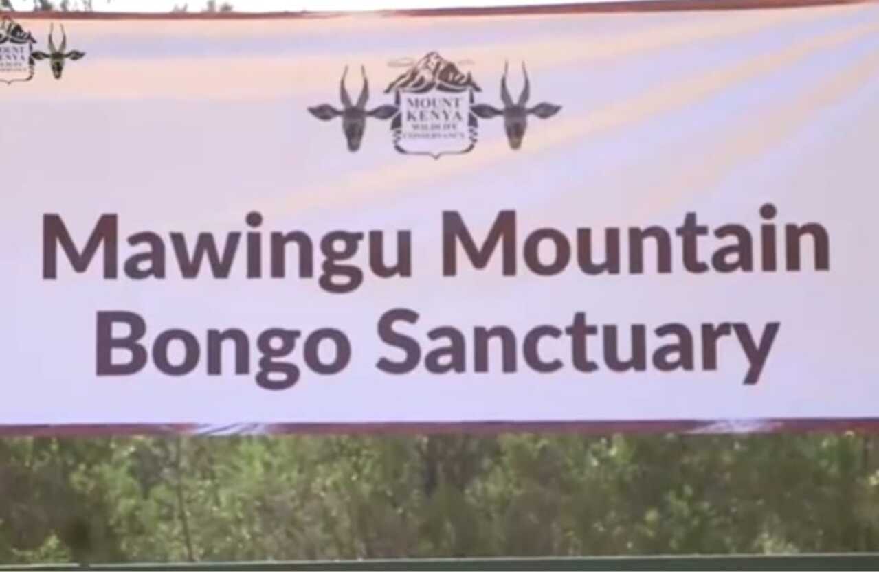 O santuário que participa desse trabalho é o Mawingu Mountain Bongo Sanctuary, criado aos pés do Monte Quênia. A área foi desenvolvida especialmente para a reprodução e a reintrodução gradual dos animais, funcionando como uma etapa intermediária entre o cativeiro e a vida selvagem. 