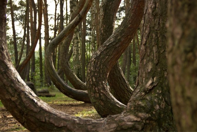 Conheça a Floresta Torta, o bosque polonês que desafia as leis da natureza e intriga cientistas