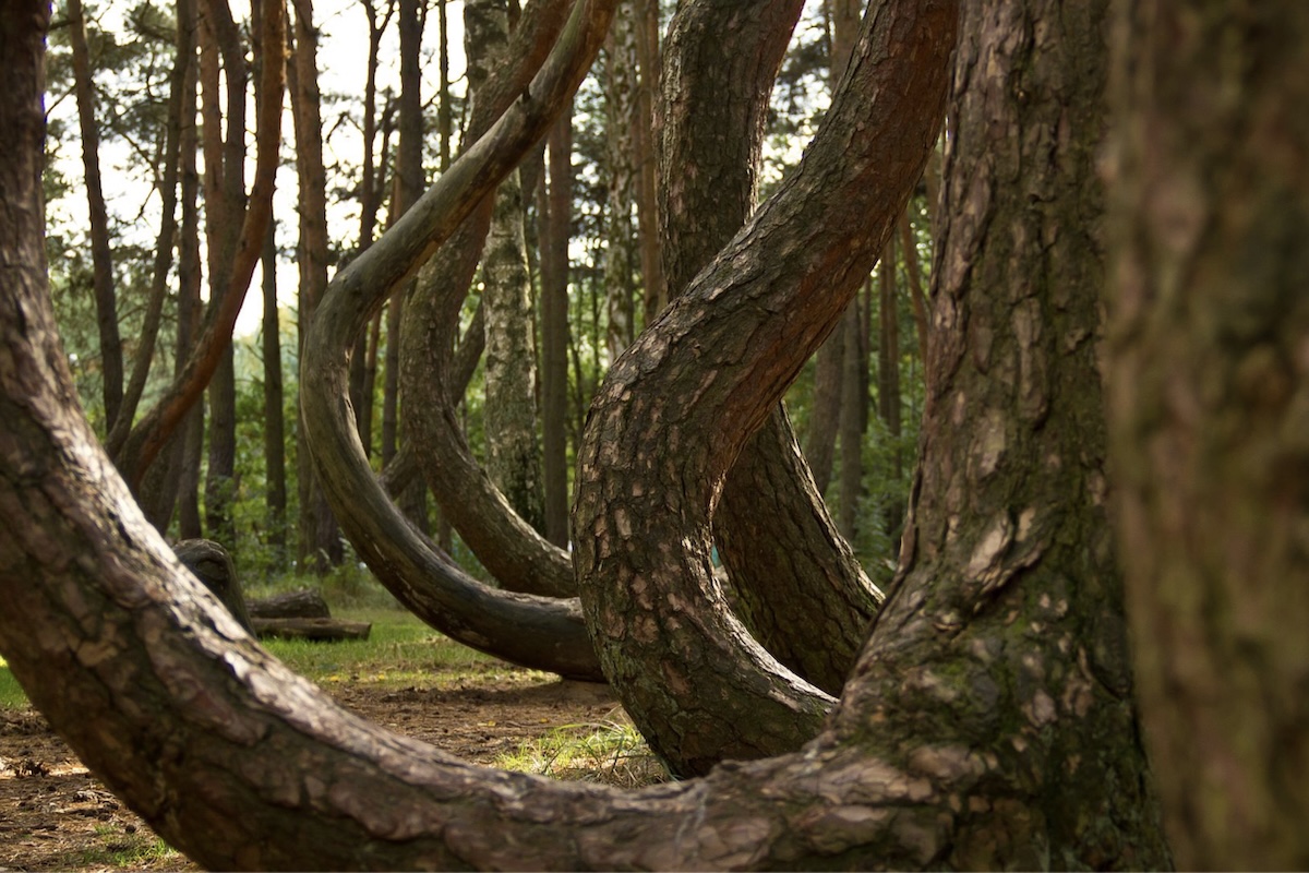 Krzywy Las, "Floresta Torta", Polônia – Wikimedia Commons/Kengi