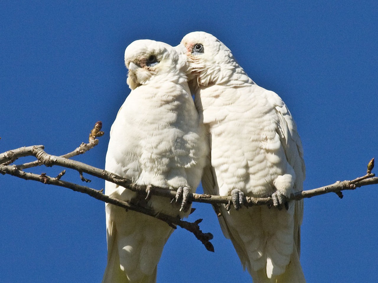 As cacatuas têm uma expectativa de vida que varia de 30 a 75 anos. O que torna esta ave diferente das demais é a sua crista, que levanta e abaixa conforme seu estado de humor. Elas também se comunicam por gestos e sinais com as asas, indicando quando precisam se refrescar ou estão com fome.
