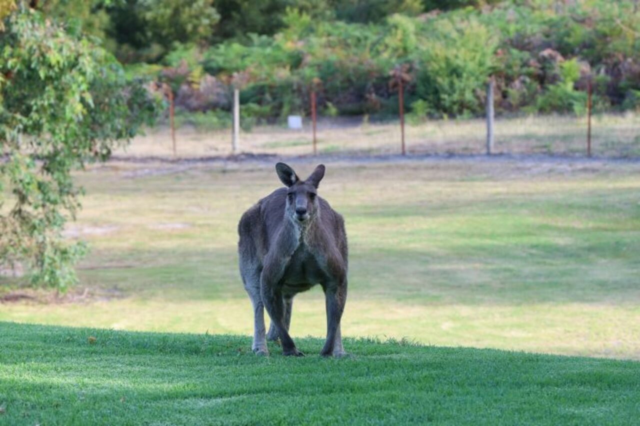 Ao contrário dos cangurus atuais, que saltam com as patas traseiras, esses gigantes provavelmente andavam com as quatro patas.Isso os tornava mais lentos e menos adaptados para longas viagens, mas era útil em uma floresta cheia de comida.